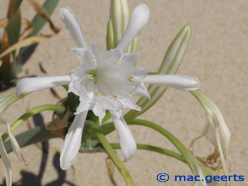 Pancratium maritimum